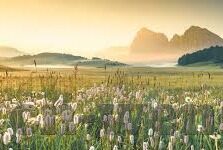 顶8足球比分-探秘顶8足球比分，数据背后的绿茵场风云与球迷狂欢